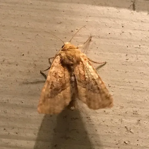 Bridled Arches Moth