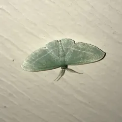 Bad-wing Moth thumbnail 2