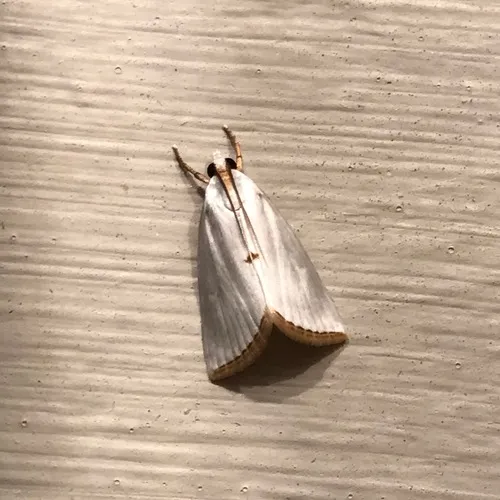 Snowy Urola Moth