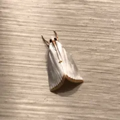 Snowy Urola Moth thumbnail 1