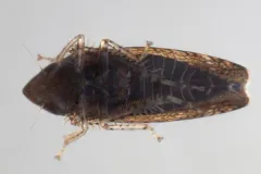 Blueberry Leafhopper thumbnail 2