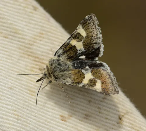 Schinia suetus