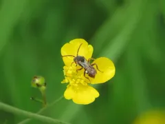 Cuneate Nomad Bee thumbnail 3