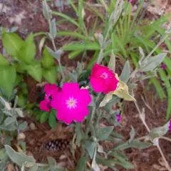 Rose campion thumbnail 2