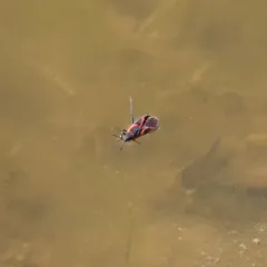 Small Milkweed Bug thumbnail 4