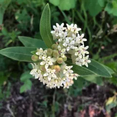 oval-leaved milkweed thumbnail 3