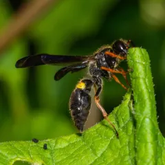 One-banded Mason Wasp thumbnail 2