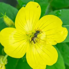 Evening Primrose Sweat Bee thumbnail 4