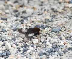Boreal Gem Moth thumbnail 2