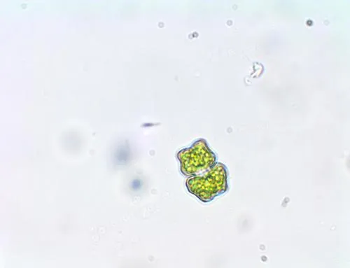 Euastrum binale