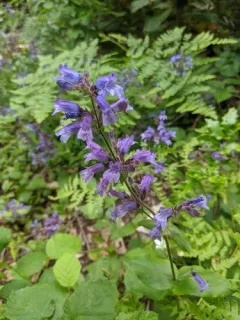 Siskiyou Beardtongue thumbnail 2