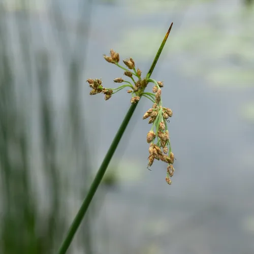 soft-stemmed bulrush