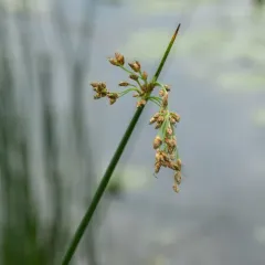 soft-stemmed bulrush thumbnail 1