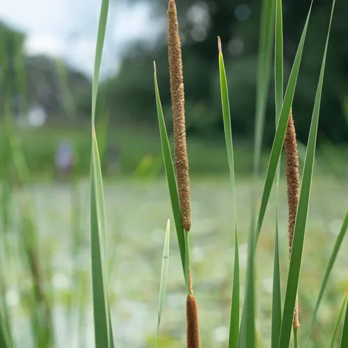 narrow-leaved cattail