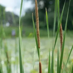 narrow-leaved cattail thumbnail 1