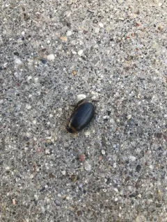 Graphoderus occidentalis thumbnail 2