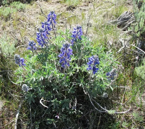 rock lupine