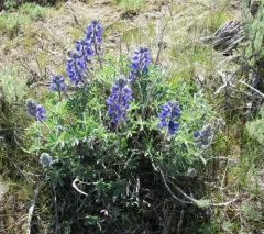 rock lupine thumbnail 1