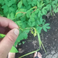 Inflated Narrow-leaved Sedge thumbnail 3