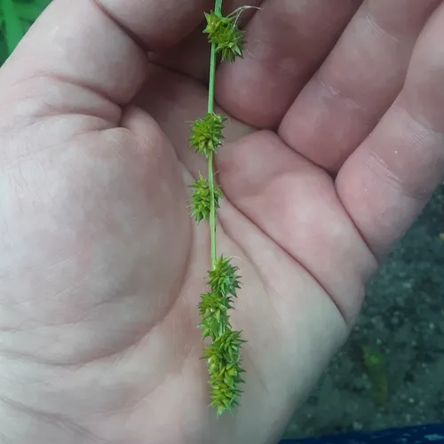 bur reed sedge