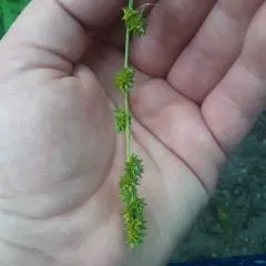 bur reed sedge thumbnail 1