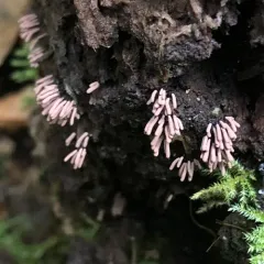 Stemonitopsis hyperopta thumbnail 4