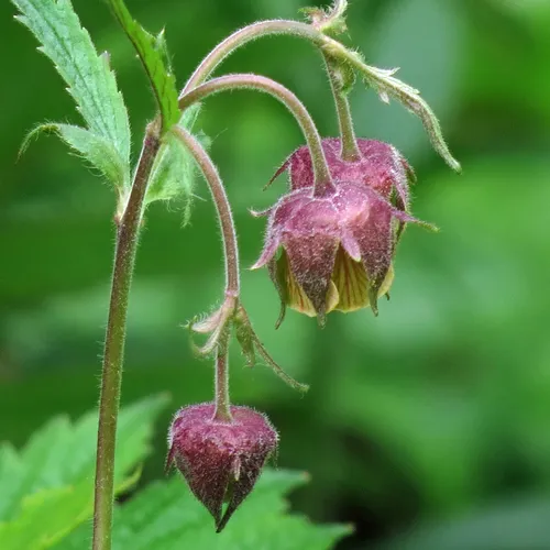 Water Avens
