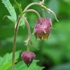 Water Avens thumbnail 1