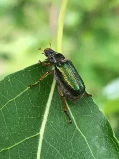 Dichelonyx canadensis thumbnail 4