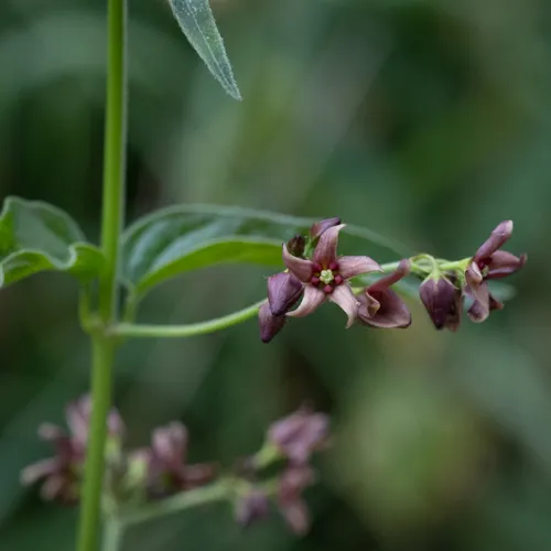 European swallow-wort