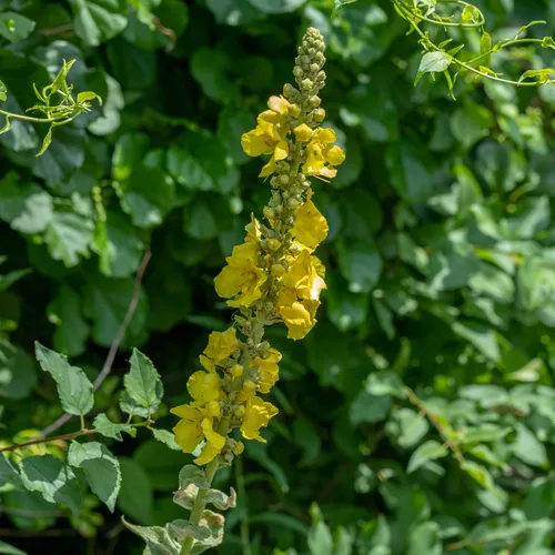 Orange Mullein