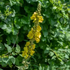Orange Mullein thumbnail 1
