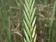Tick Quackgrass thumbnail 2