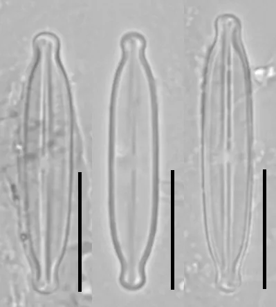Kobayasiella micropunctata