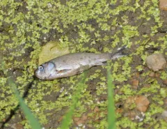 Spotted Sucker thumbnail 3