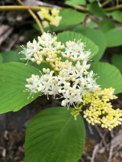 Round-leaved Dogwood thumbnail 2
