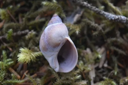 Buccinum baerii