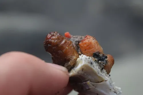 Pimpled sea squirt