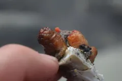 Pimpled sea squirt thumbnail 1