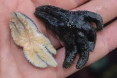 Alaskan Six-rayed Star thumbnail 3