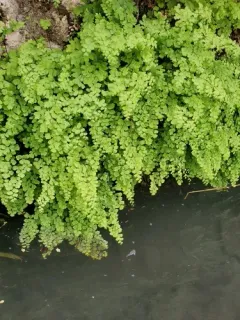 black maidenhair fern thumbnail 2