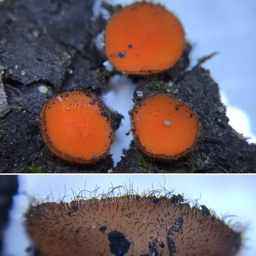 Scutellinia umbrorum