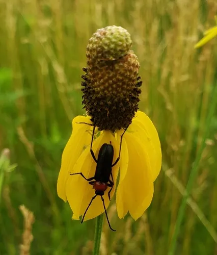 Fire-necked Longhorn Beetle