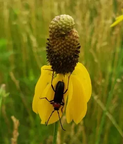 Fire-necked Longhorn Beetle thumbnail 1