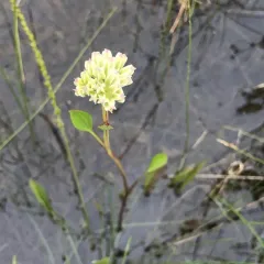 prairie Indian plantain thumbnail 2