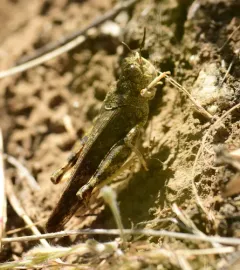 Nevada Red-winged Grasshopper thumbnail 2