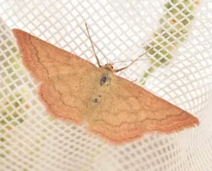 Scopula luteolata thumbnail 2