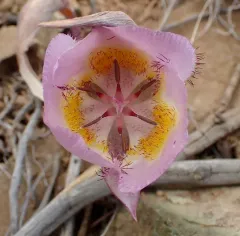 siskiyou mariposa lily thumbnail 2