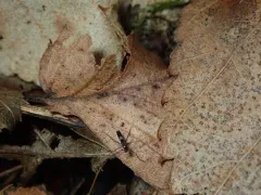 Chasmatonotus unimaculatus thumbnail 3