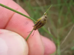 Erynephala maritima thumbnail 3